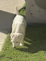 Whitey, a male Jack Russell Terrier for sale in Las Vegas, NV – Photo 5 of 8