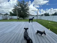 Stormi, a female Giant Schnauzer for sale in Lehigh Acres, FL – 4 of 8