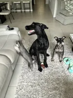 Stormi, a female Giant Schnauzer for sale in Lehigh Acres, FL – 7 of 8