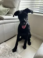 Stormi, a female Giant Schnauzer for sale in Lehigh Acres, FL – 5 of 8