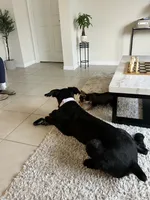Stormi, a female Giant Schnauzer for sale in Lehigh Acres, FL – 3 of 8