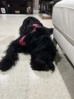 Stormi, a female Giant Schnauzer for sale in Lehigh Acres, FL – 1 of 8