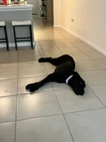 Stormi, a female Giant Schnauzer for sale in Lehigh Acres, FL – 2 of 8