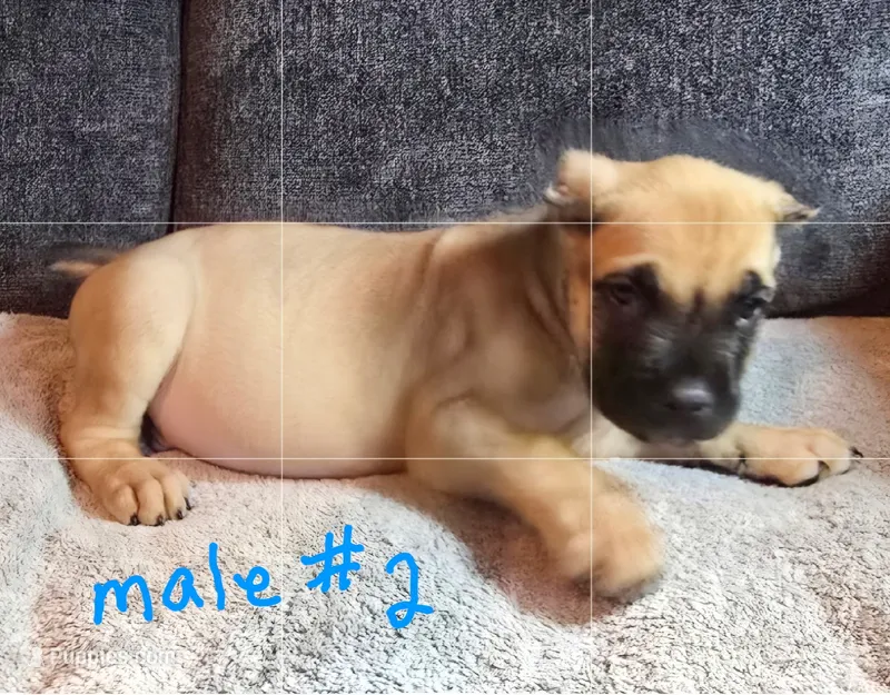 Male 2  – Cane Corso puppy for sale in Chandler, AZ