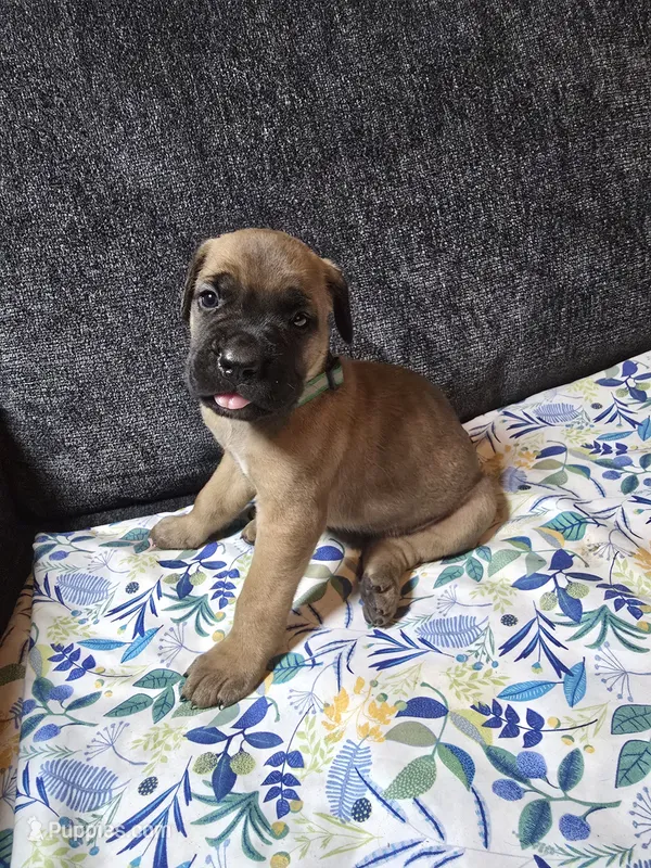 Green collar – Cane Corso puppy for sale in Chandler, AZ