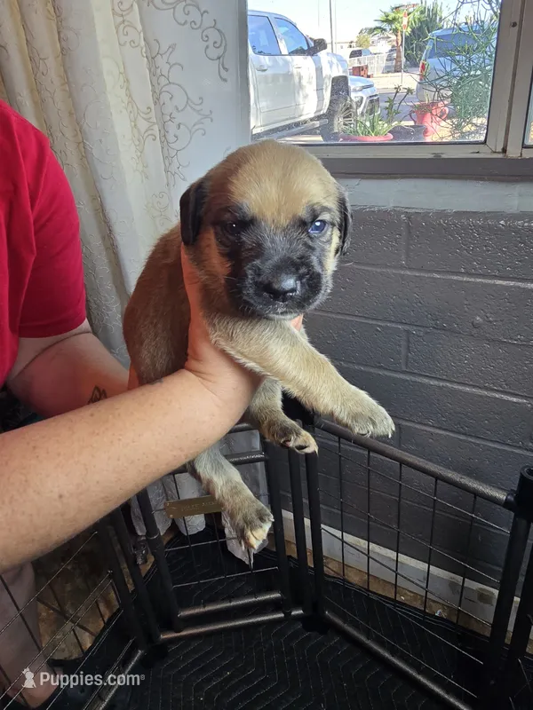 Female 1 – Cane Corso puppy for sale in Chandler, AZ