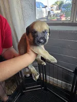 Female 1, a female Cane Corso for sale in Chandler, AZ – 1 of 2