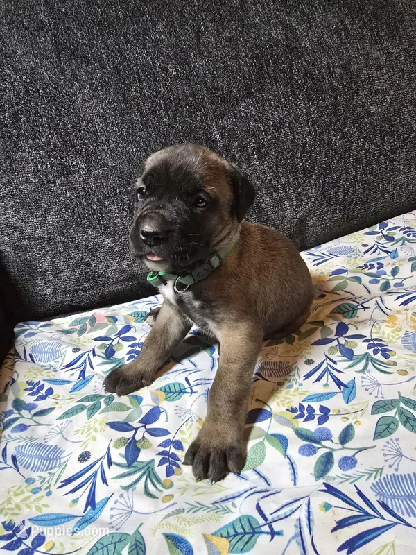 Green collar – Cane Corso puppy for sale in Chandler, AZ