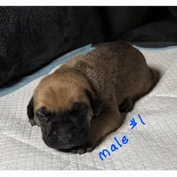 Male 1, a male Cane Corso for sale in Chandler, AZ – 1 of 1