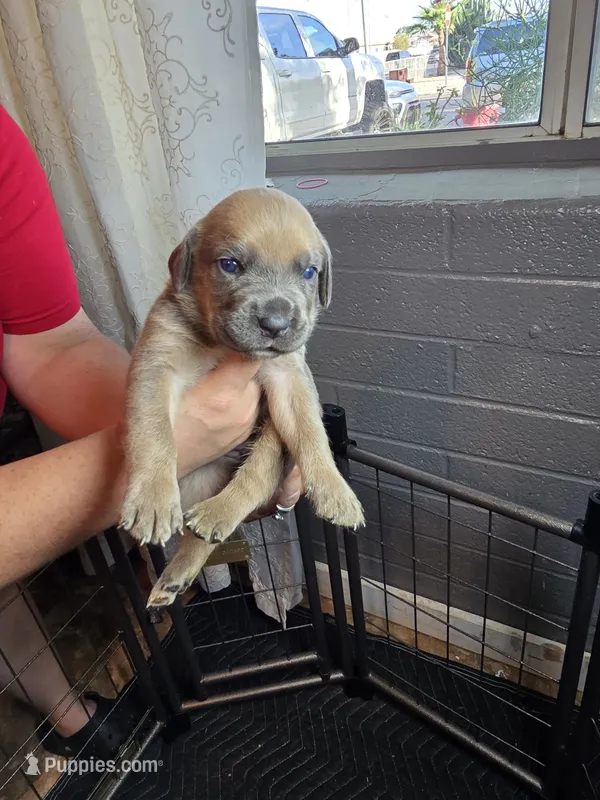 Female 2 – Cane Corso puppy for sale in Chandler, AZ