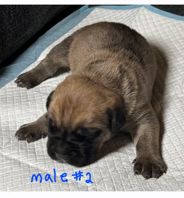 Male 2 – Cane Corso puppy for sale in Chandler, AZ