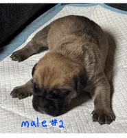 Male 2, a male Cane Corso for sale in Chandler, AZ – 1 of 1