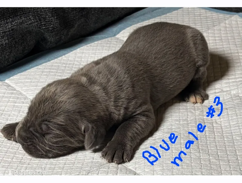 Blue male #3  – Cane Corso puppy for sale in Chandler, AZ