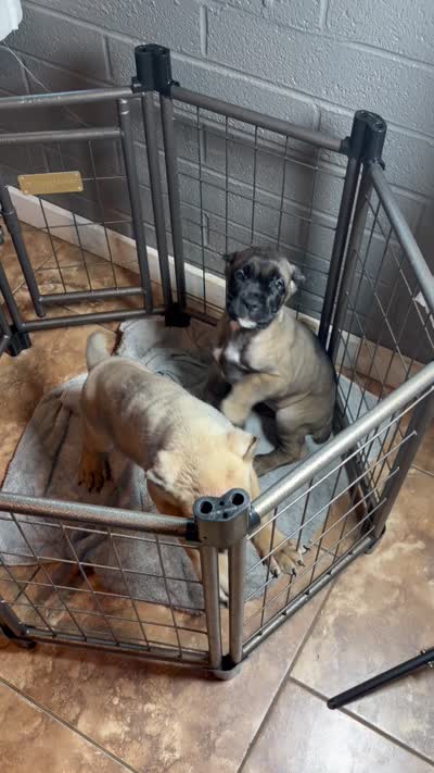 Male 11, a male Cane Corso for sale in Chandler, AZ – 3 of 3