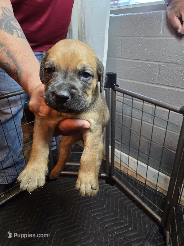 Red male #4 – Cane Corso puppy for sale in Chandler, AZ