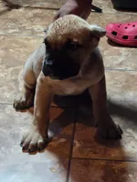 Male 11, a male Cane Corso for sale in Chandler, AZ – 2 of 3