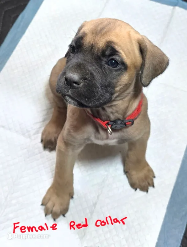 Red collar – Cane Corso puppy for sale in Chandler, AZ