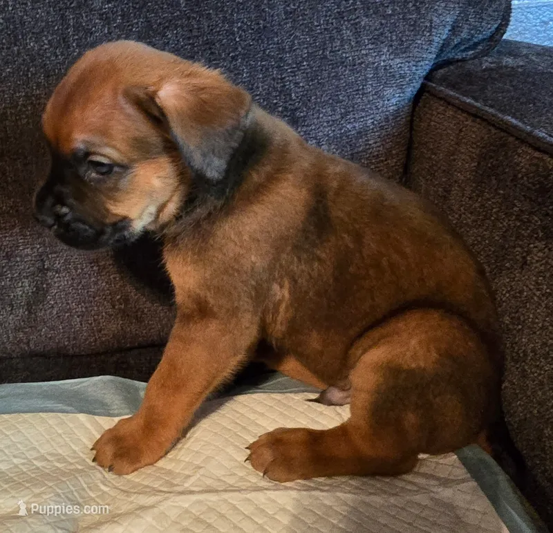 Red fawn  – Cane Corso puppy for sale in Chandler, AZ