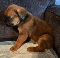 Red fawn , a female Cane Corso for sale in Chandler, AZ – 1 of 1