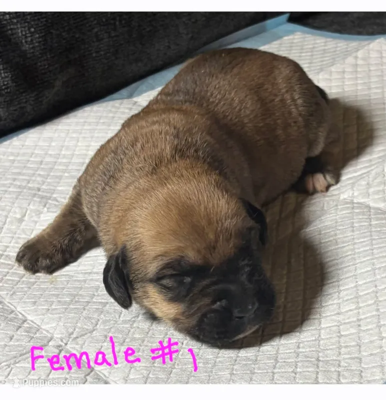 Female 1 – Cane Corso puppy for sale in Chandler, AZ
