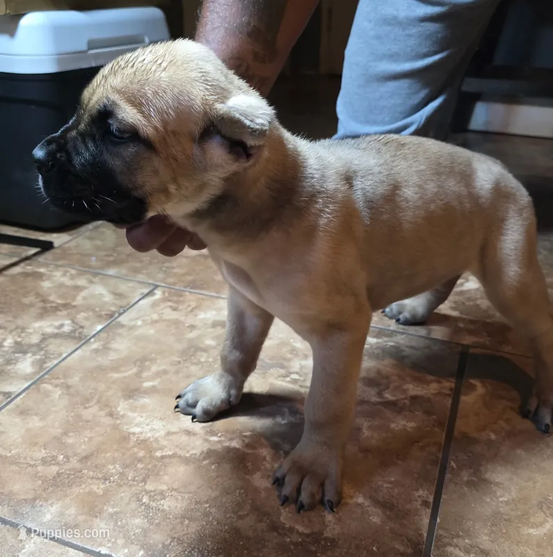 Male 11 – Cane Corso puppy for sale in Chandler, AZ