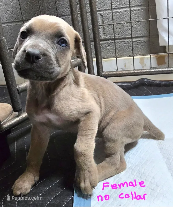N/A – Cane Corso puppy for sale in Chandler, AZ