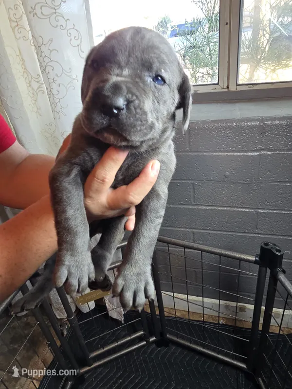 Female 3 – Cane Corso puppy for sale in Chandler, AZ