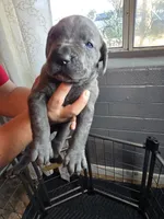 Female 3, a female Cane Corso for sale in Chandler, AZ – 1 of 2