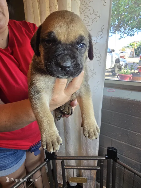 Male 1 – Cane Corso puppy for sale in Chandler, AZ