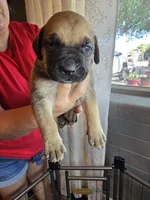 Male 1, a male Cane Corso for sale in Chandler, AZ – 1 of 2