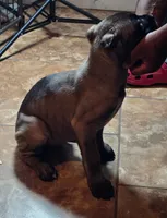 Female 11, a female Cane Corso for sale in Chandler, AZ – 2 of 3