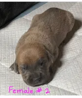 Female 2 , a female Cane Corso for sale in Chandler, AZ – 1 of 1