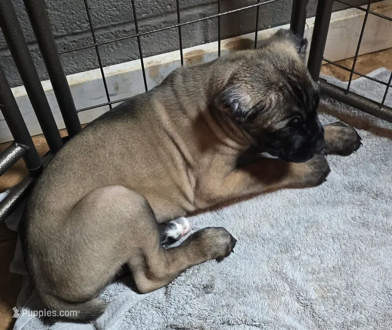 Female 11 – Cane Corso puppy for sale in Chandler, AZ
