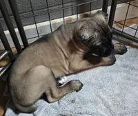 Female 11, a female Cane Corso for sale in Chandler, AZ – 1 of 3