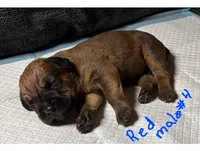 Red male #4, a male Cane Corso for sale in Chandler, AZ – 1 of 1