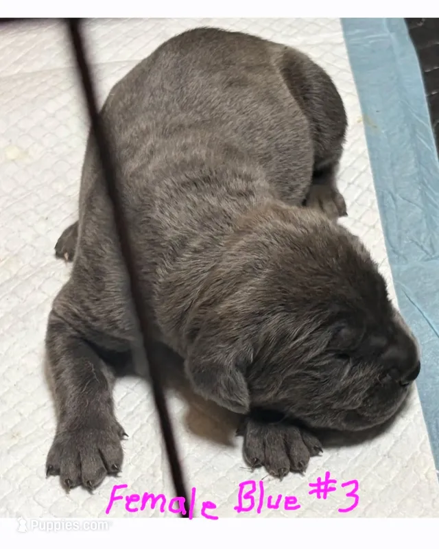Female 3  – Cane Corso puppy for sale in Chandler, AZ