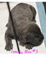 Female 3 , a female Cane Corso for sale in Chandler, AZ – 1 of 1