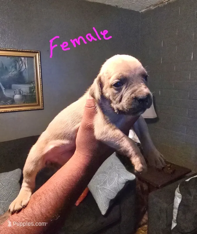 N/A, a female Cane Corso for sale in Chandler, AZ – 1 of 2