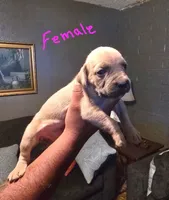 N/A, a female Cane Corso for sale in Chandler, AZ – 1 of 2
