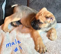 Male 1 , a male Cane Corso for sale in Chandler, AZ – 1 of 1