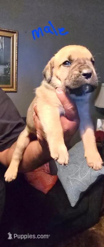 N/A – Cane Corso puppy for sale in Chandler, AZ