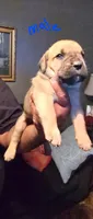 N/A, a male Cane Corso for sale in Chandler, AZ – 1 of 1