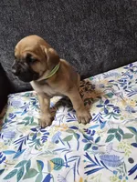 Lime green collar, a male Cane Corso for sale in Chandler, AZ – 1 of 2