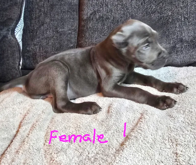 Female  – Cane Corso puppy for sale in Chandler, AZ