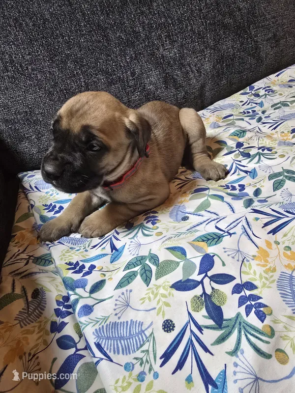 Red collar – Cane Corso puppy for sale in Chandler, AZ