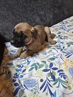Red collar, a female Cane Corso for sale in Chandler, AZ – 1 of 2