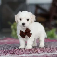 Bruno, a male Bichon Frise for sale in Sugarcreek, OH – Photo 10 of 10