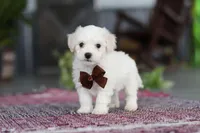 Bruno, a male Bichon Frise for sale in Sugarcreek, OH – Photo 10 of 10