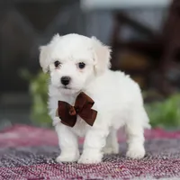 Bruno, a male Bichon Frise for sale in Sugarcreek, OH – Photo 8 of 10