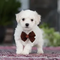 Bruno, a male Bichon Frise for sale in Sugarcreek, OH – Photo 3 of 10